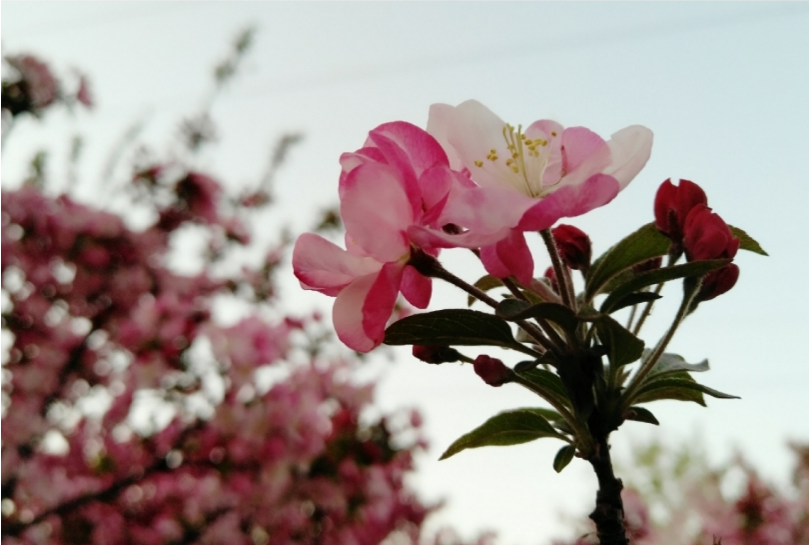 小暑將至文藝句子配圖 小暑將至優(yōu)美句子說說