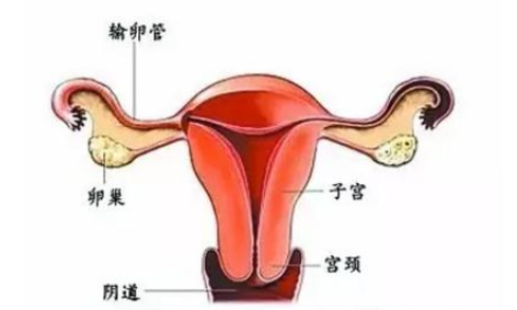 幼稚子宮能做試管嬰兒嗎 幼稚子宮能做試管嬰兒有危險嗎