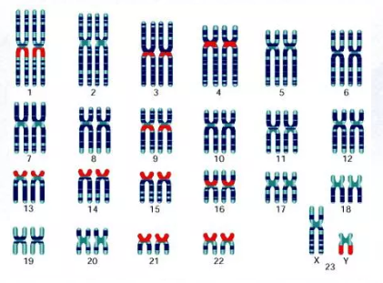 生殖免疫是遺傳的原因嗎 生殖免疫應(yīng)該怎么檢查