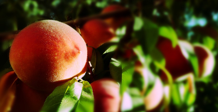 孩子吃桃子好不好 給孩子吃桃子要注意什么