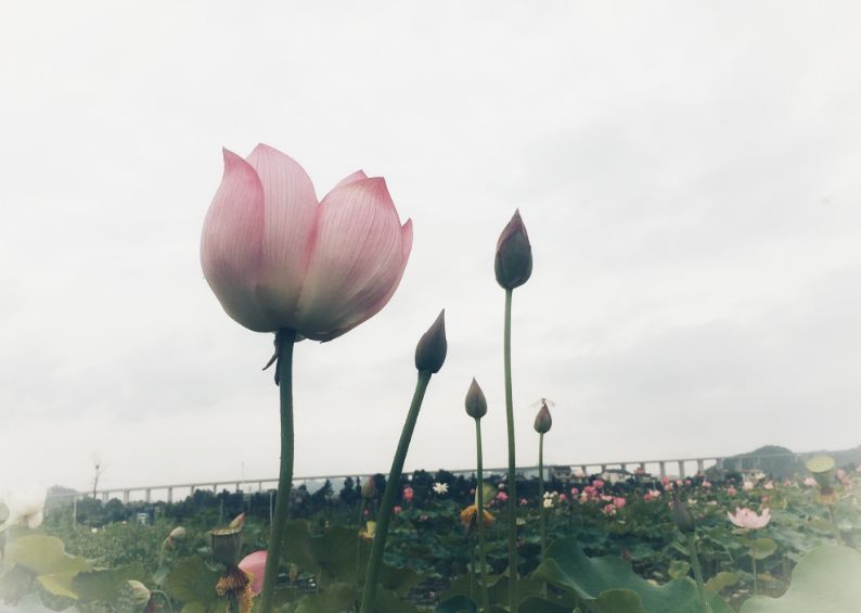 夏日賞荷花說(shuō)說(shuō)心情 關(guān)于夏日賞荷說(shuō)說(shuō)朋友圈