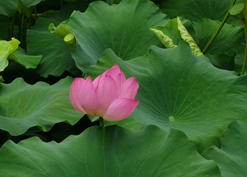 賞荷花的浪漫的句子 關于賞荷花的心情感慨