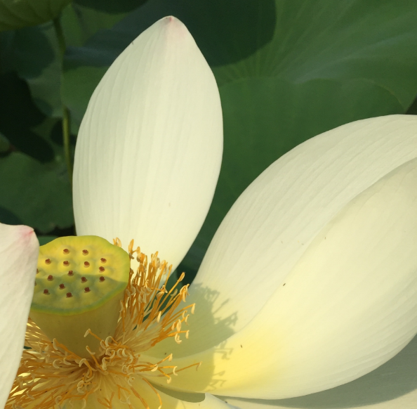 賞荷花的優美句子 關于雨中賞荷花的短句朋友圈