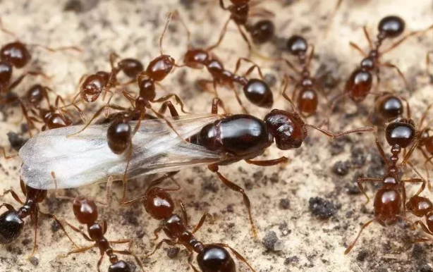 孩子被螞蟻咬了腫很大可以刺破嗎 螞蟻咬了多久好