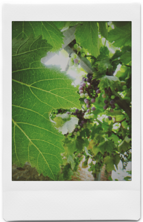 今日入伏心情說說 關于今日入伏的句子朋友圈