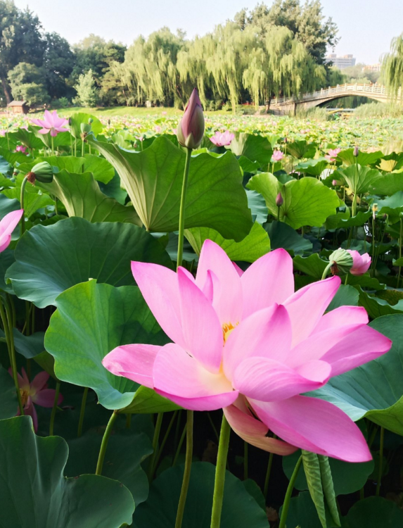 今日入伏的句子心情怎么發(fā) 今日入伏說說朋友圈