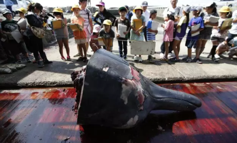 日本組織小學生觀看殺鯨魚原因 日本組織小學生看殺鯨魚怎么回事 日本組織小學生觀看殺鯨魚原因 日本組織小學生看殺鯨魚怎么回事