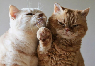 七夕給女朋友情話短句 七夕對女朋友表白情話套路