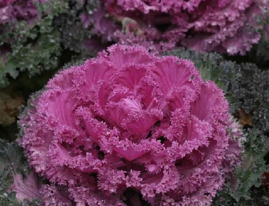 護眼第一名不是胡蘿卜而是它 這樣做娃愛吃還補鈣