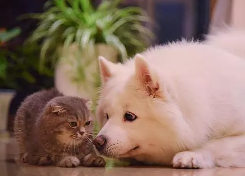 一個人的七夕傷感說說 單身七夕情人節(jié)2019