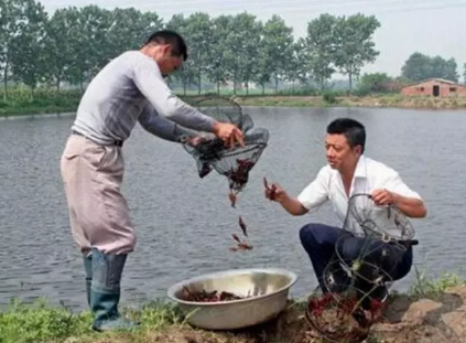 小龍蝦價格跳水是怎么回事 小龍蝦價格下降的原因是什么