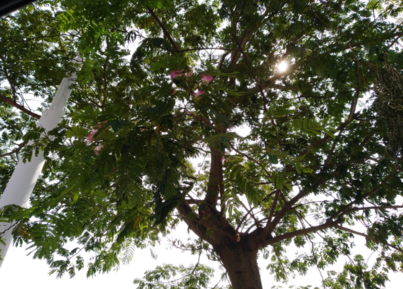 關于立秋的心情感慨 馬上秋天的說說句子