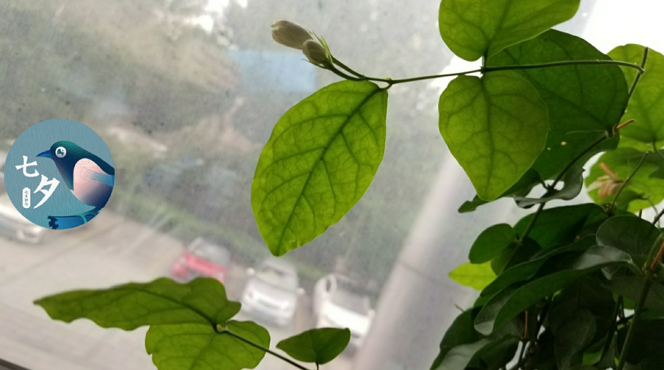 立秋說說句子心情 關(guān)于立秋的說說朋友圈怎么發(fā)