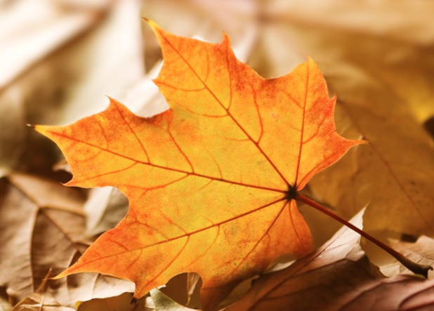 秋天來了怎么發(fā)朋友圈說說 秋天來了朋友圈經(jīng)典句子說說