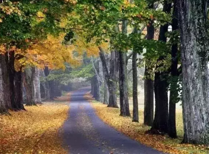 秋天快樂的說說心情短語 秋天的說說正能量短語