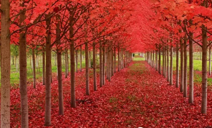 秋天來了的說說心情 形容秋天來了說說帶圖