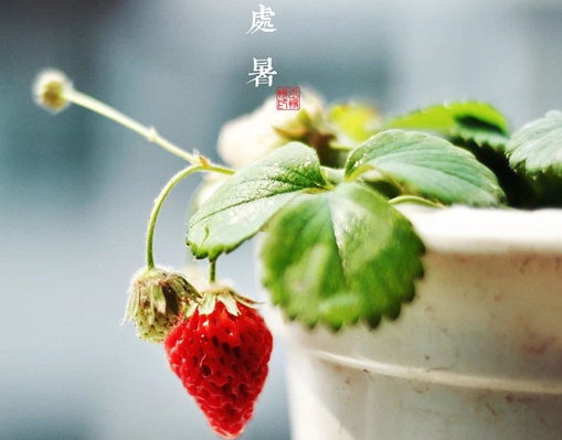 2019處暑說說心情早安語錄 處暑朋友圈正能量句子