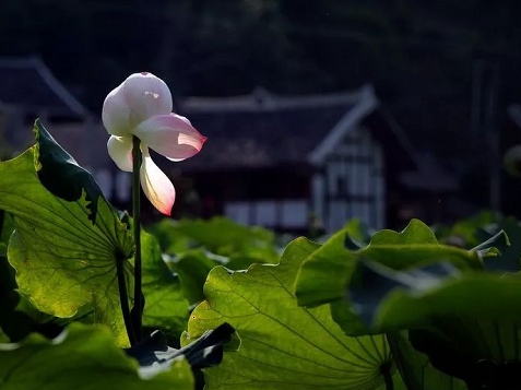2019最新處暑朋友圈個性配圖說說 處暑節氣怎么發朋友圈