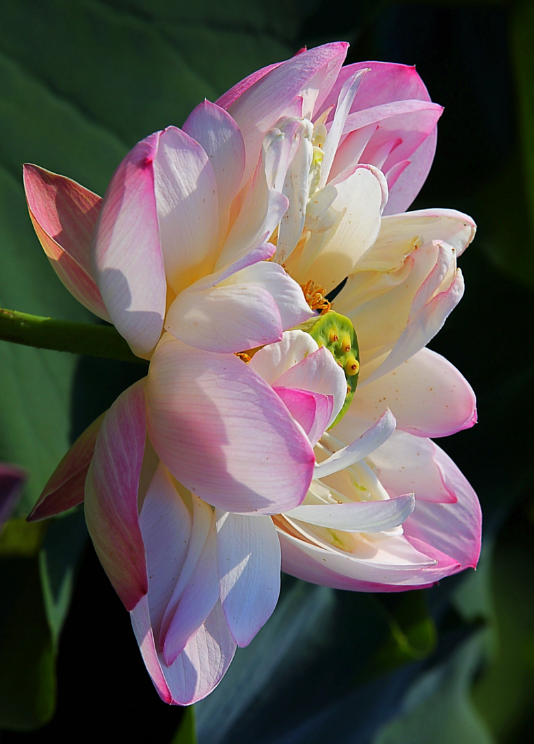 今日處暑心情說(shuō)說(shuō)2019 今日處暑說(shuō)說(shuō)朋友圈 今日處暑心情說(shuō)說(shuō)2019 今日處暑說(shuō)說(shuō)朋友圈