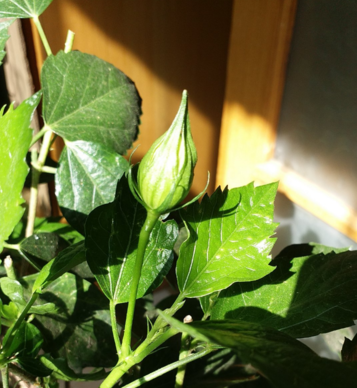 今日處暑的說說心情 關于今日處暑的句子感慨2019