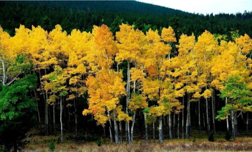 感覺秋天真的來了的說說 朋友圈表達秋天真的來了的心情說說