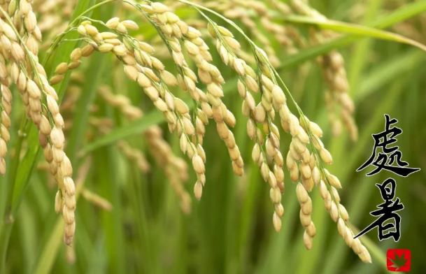 處暑傳統(tǒng)習(xí)俗大全2019 處暑節(jié)氣風(fēng)俗介紹 處暑傳統(tǒng)習(xí)俗大全2019 處暑節(jié)氣風(fēng)俗介紹