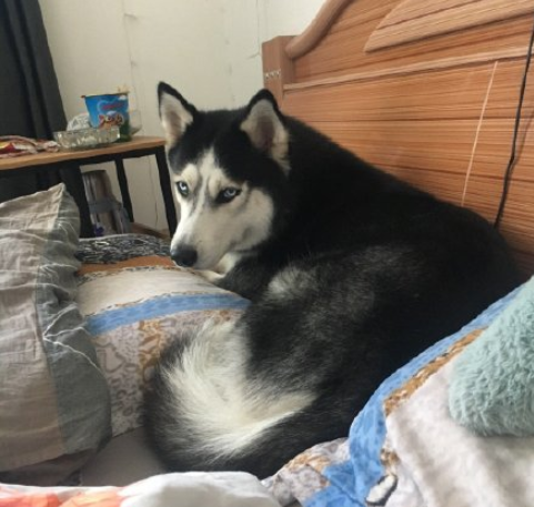 最近一次和寵物吵架的原因是什么 和自己的寵物吵架的原因配圖