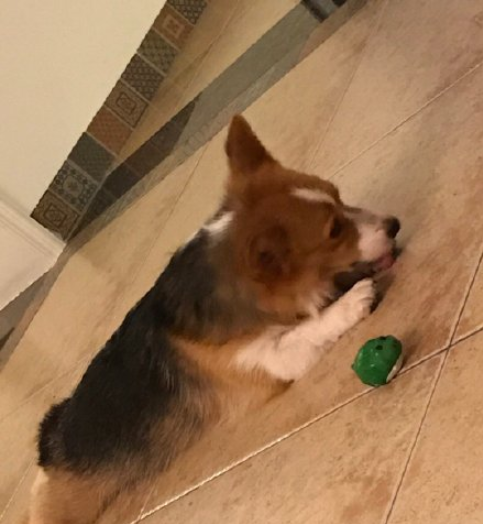 最近一次和寵物吵架的原因是什么 和自己的寵物吵架的原因配圖