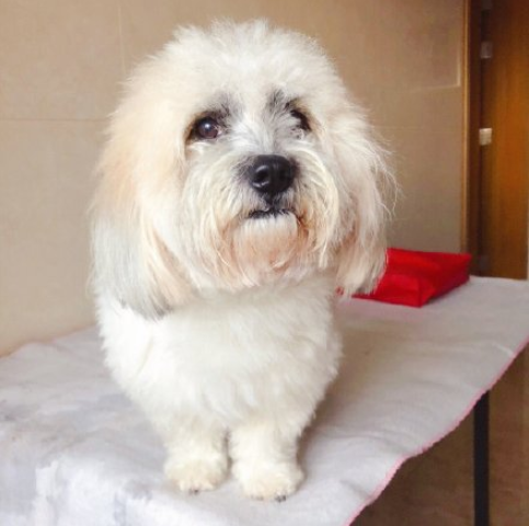 最近一次和寵物吵架的原因是什么 和自己的寵物吵架的原因配圖