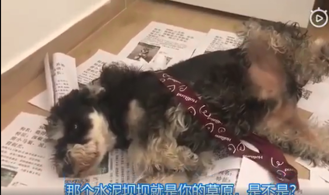 最近一次和寵物吵架的原因是什么 和自己的寵物吵架的原因配圖