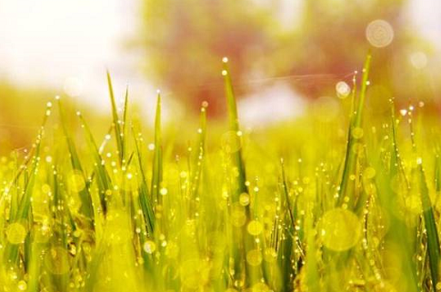 形容白露的詩句大全2019  關于白露的詩句有哪些