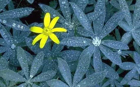 關于白露的諺語有哪些 2019描寫白露諺語歌謠大全