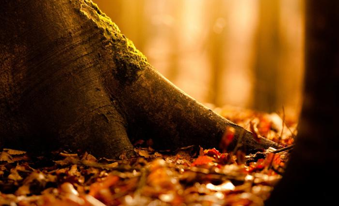 2019秋天發的傷感唯美的說說 2019秋天的憂傷心情的說說