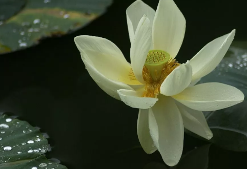 秋雨綿綿的朋友圈說說 描寫秋雨的心情句子