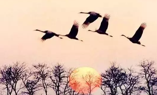 白露三候是什么意思 白露三候的特點