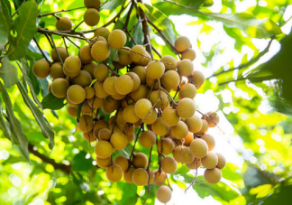 關于白露的習俗有哪些 白露節氣風俗介紹