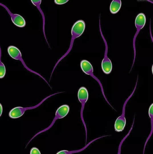 禁欲多久男女備孕容易懷孕 優質精子是怎么養成的