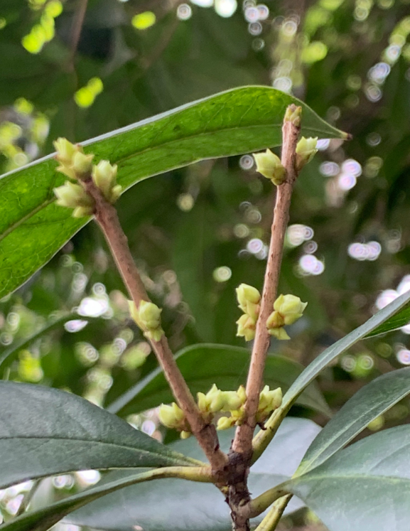 八月朋友圈桂花的說說 有關桂花的說說朋友圈