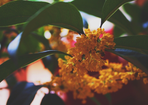 八月朋友圈桂花的說說 有關桂花的說說朋友圈