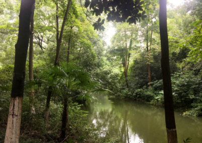 桂花說說個性朋友圈 聞到桂花香開心的心情感慨 桂花說說個性朋友圈 聞到桂花香開心的心情感慨