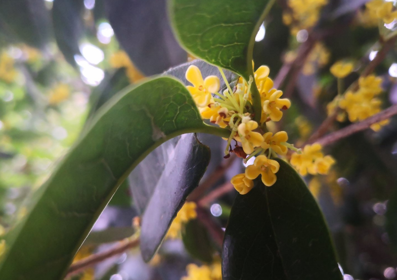 桂花說說個性朋友圈 聞到桂花香開心的心情感慨 桂花說說個性朋友圈 聞到桂花香開心的心情感慨