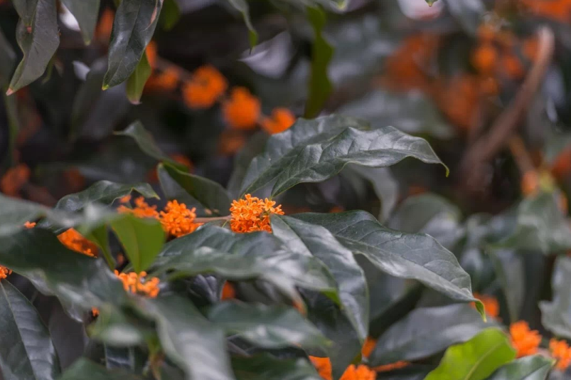 桂花說說個性朋友圈 聞到桂花香開心的心情感慨 桂花說說個性朋友圈 聞到桂花香開心的心情感慨