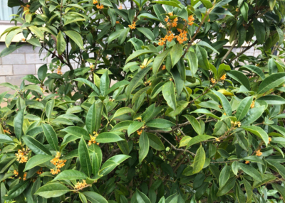 桂花說說個性朋友圈 聞到桂花香開心的心情感慨 桂花說說個性朋友圈 聞到桂花香開心的心情感慨