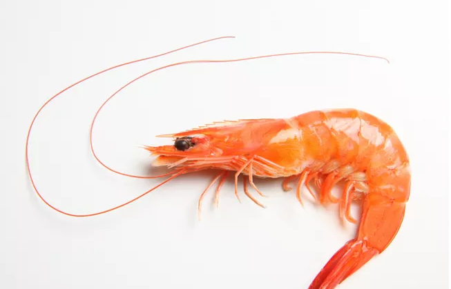 人造蝦什么時(shí)候上市 人造蝦和真蝦有什么不一樣 人造蝦什么時(shí)候上市 人造蝦和真蝦有什么不一樣