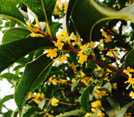 家里的桂花開了心情說說 表達家里桂花開了的感慨