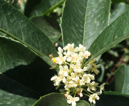 家里的桂花開了心情說說 表達家里桂花開了的感慨