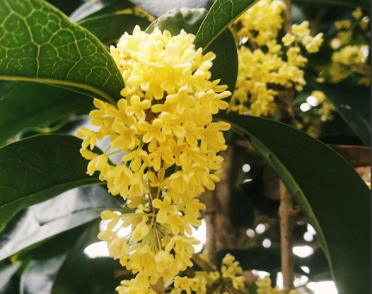 家里的桂花開了心情說說 表達家里桂花開了的感慨