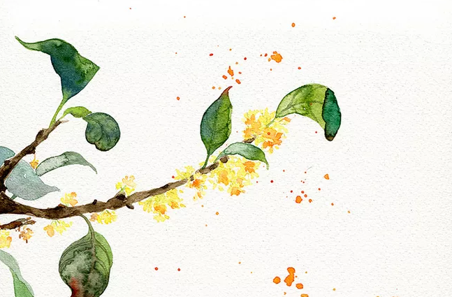 桂花開了心情愉悅的說說 桂花開了心情愉悅的朋友圈說說