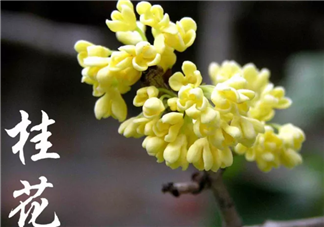描寫桂花開了的唯美說說 桂花開了的唯美句子大全
