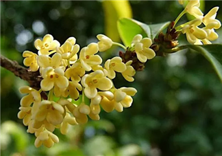 關于桂花開了的心情說說 形容桂花香的優美句子
